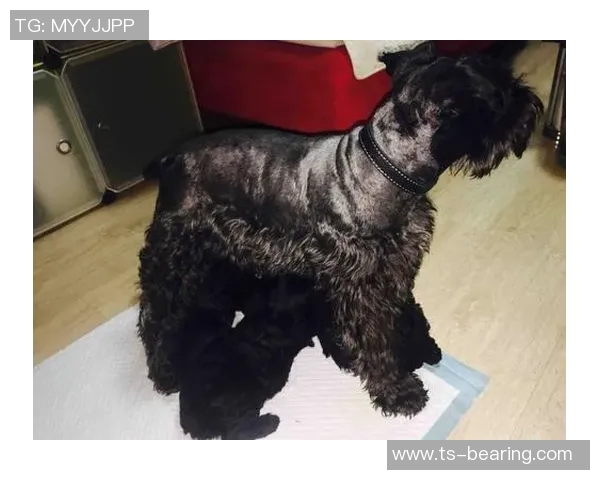 足球场上的黑色风采与尖胡子男生的传奇故事